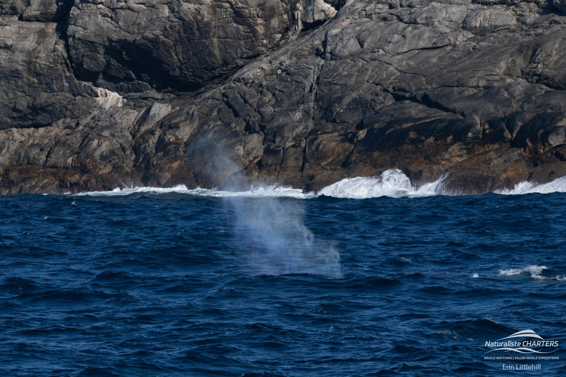Blue Whale exhale at Point Henry